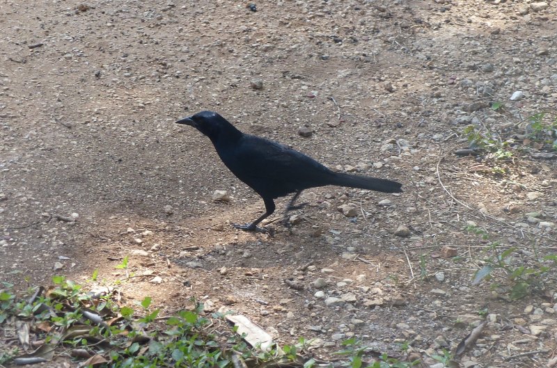 P1110681bis.JPG
