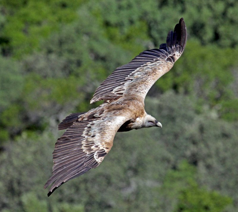 Vautour fauve-BOW.jpg
