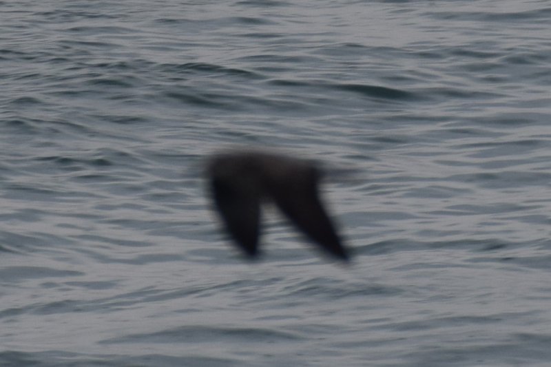 DSC_0413_crop.JPG