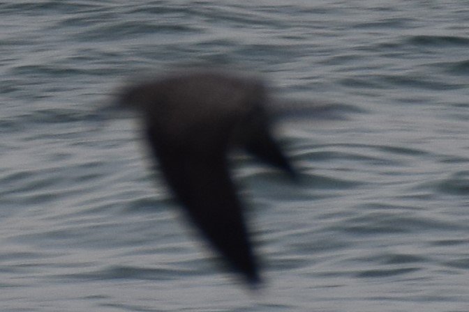 DSC_0414_crop.JPG