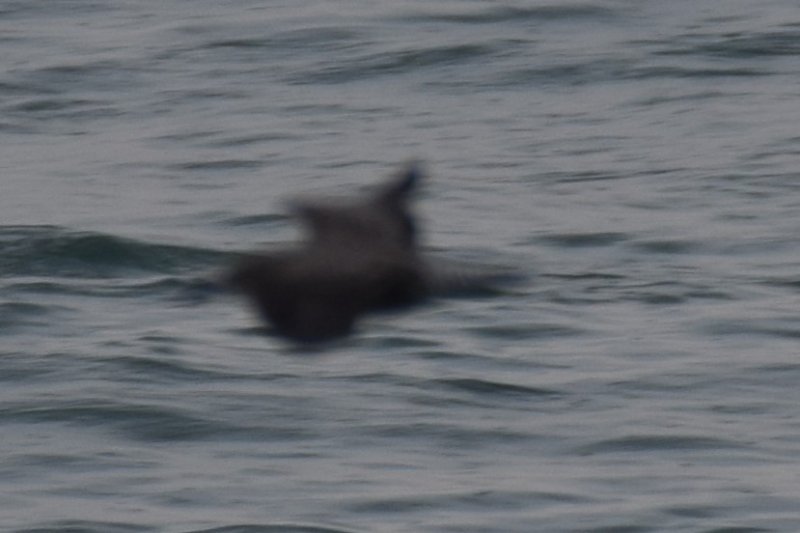 DSC_0415_crop.JPG