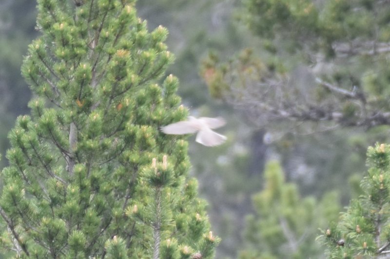 DSC_0783_crop.JPG
