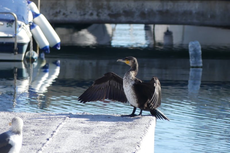 cormoran.JPG