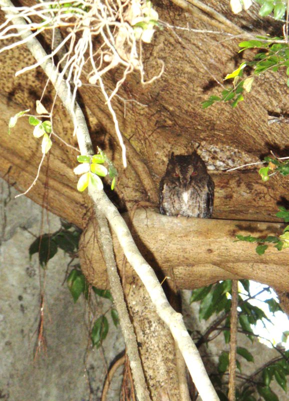 Hibou malgache.JPG