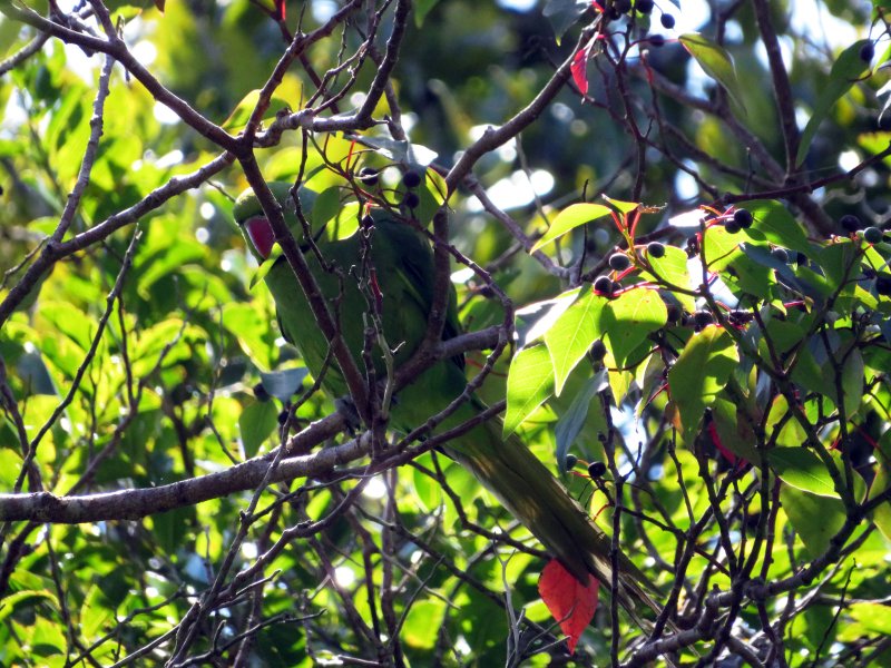 Perruche IMG_5322 copie.jpg