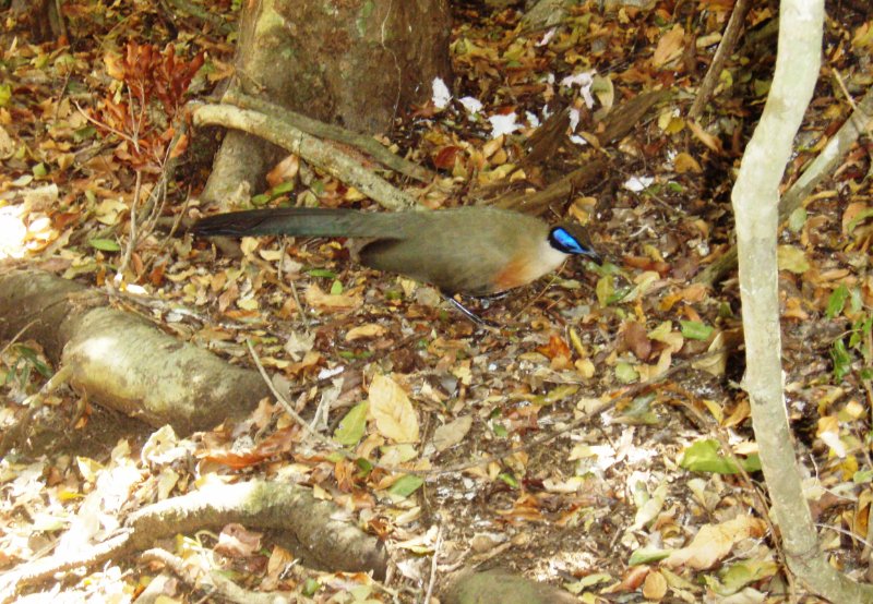 Coua de Madagascar.JPG