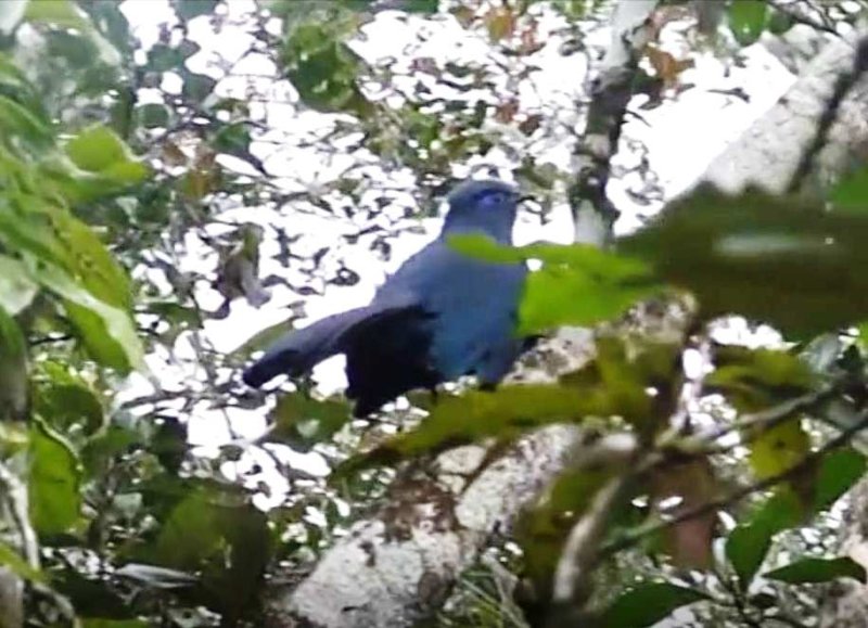 Coua bleu 2007 08 Parc des Indri Indri Madagascar.jpg