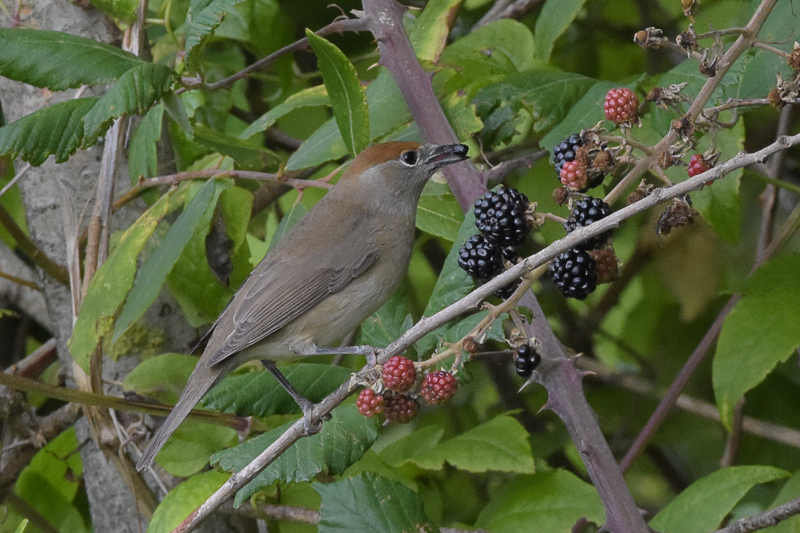 DSC_4571.jpg