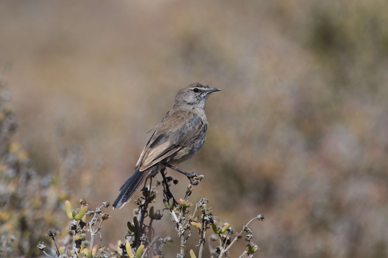 Piaf aaa - AD77906 - Identification.jpg
