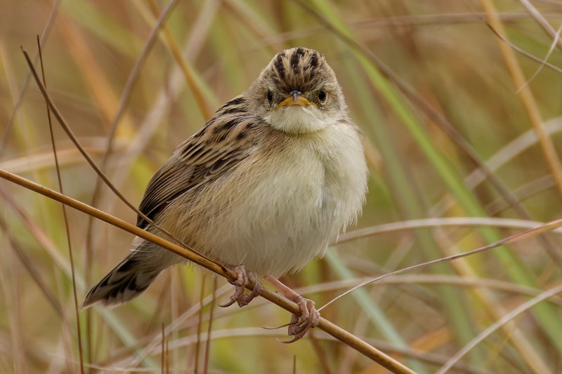 Cisticola-sp12.jpg