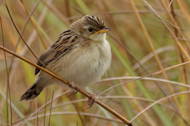 Cisticola-sp-13.jpg