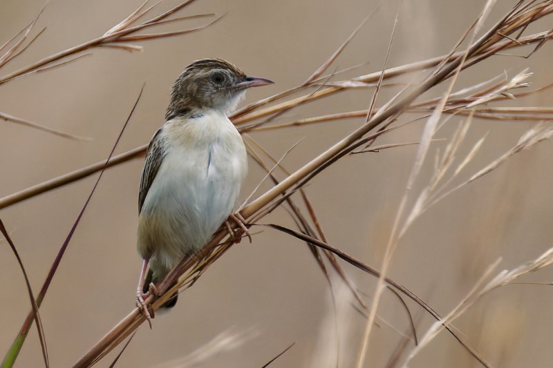 Cisticola-sp-15.jpg