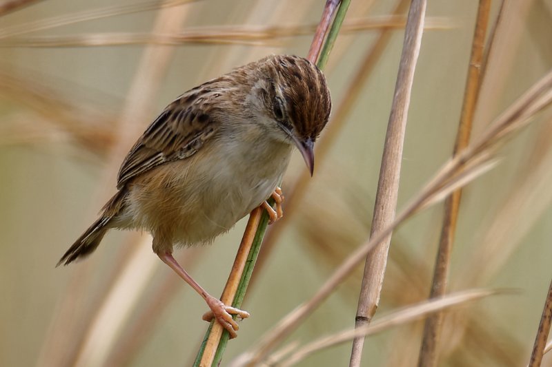 Cisticola-sp-16.jpg
