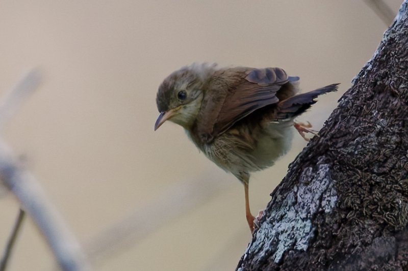 Cisticola-sp8.jpg
