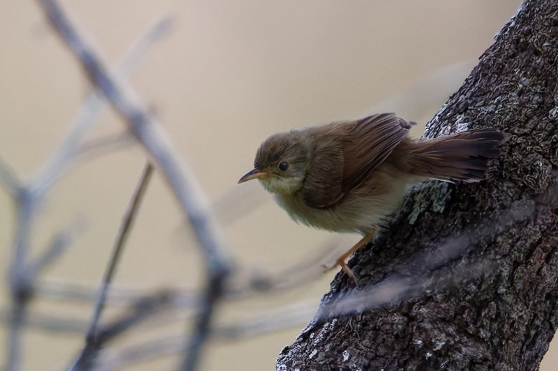 Cisticola-sp9.jpg
