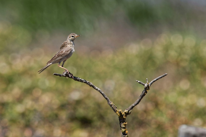 Piaf bbb - AD78476 - Identification.jpg