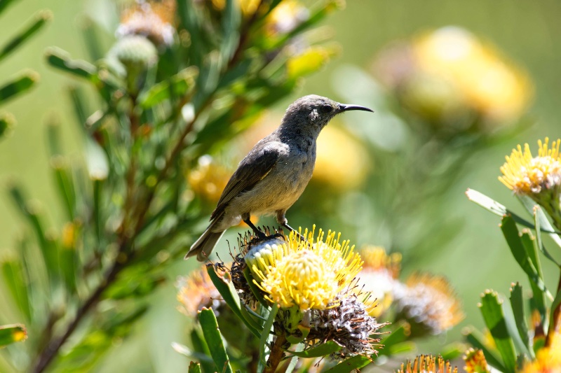 Piaf ddd - Identification - AD78651.jpg