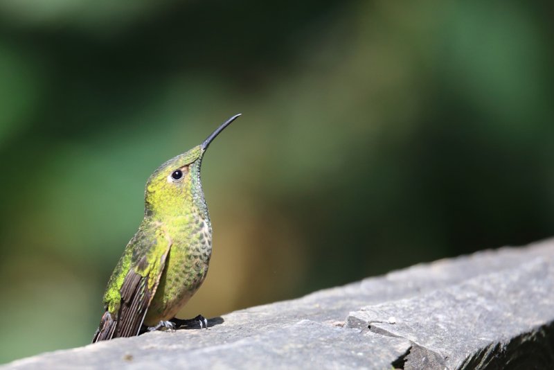 Colibri Colombie.jpg