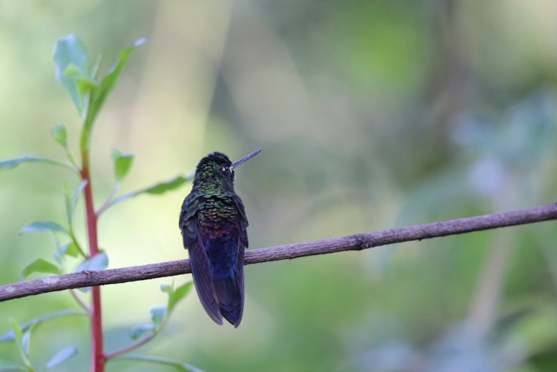 Colibri non identifié 1.jpg