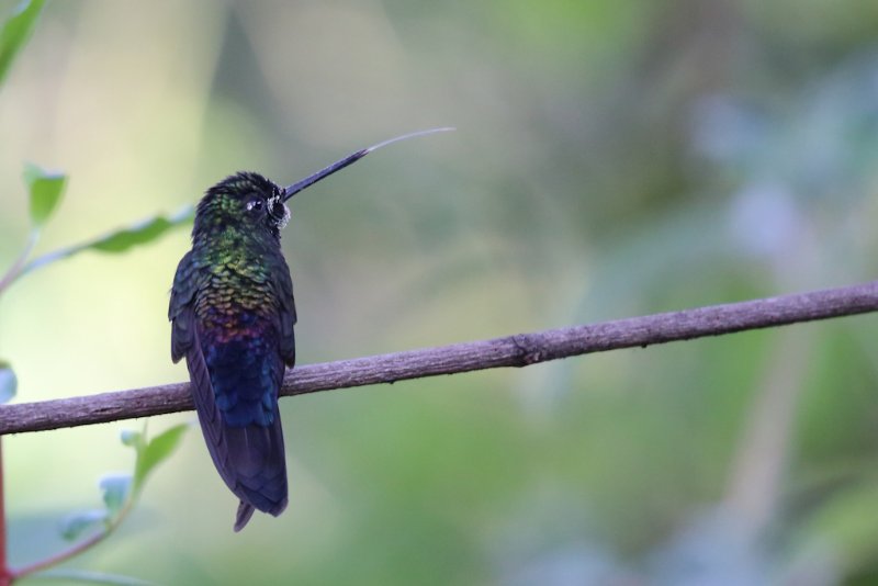 Colibri non identifié 2.jpg