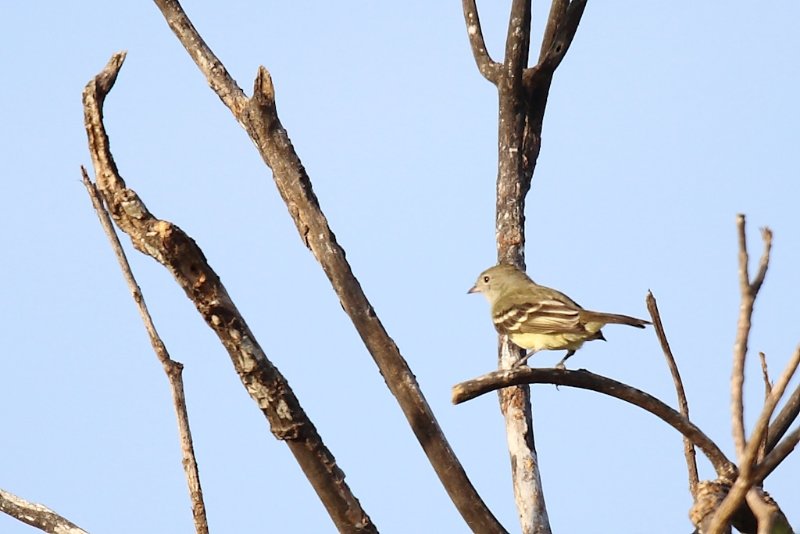 Tyranneau souris.jpg