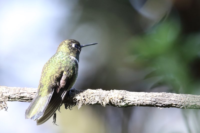 Colibri non identifié.jpg
