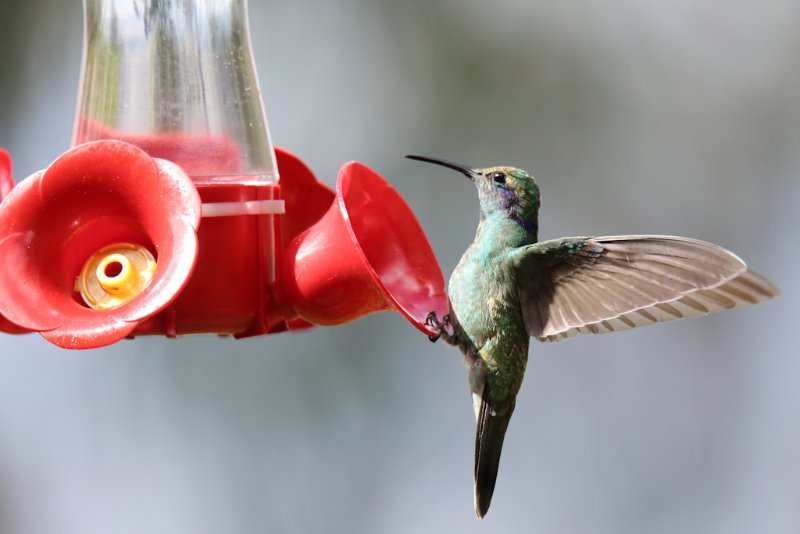 Colibri.jpg