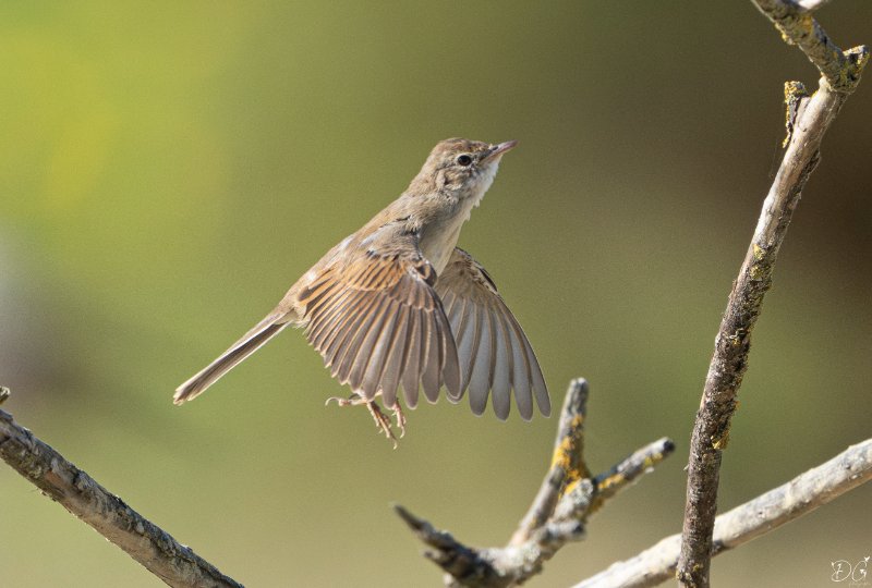 7R500394-Avec accentuation-Bruit.jpg