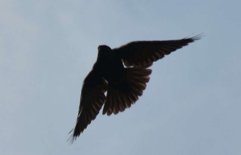 DSC_3079a.jpg