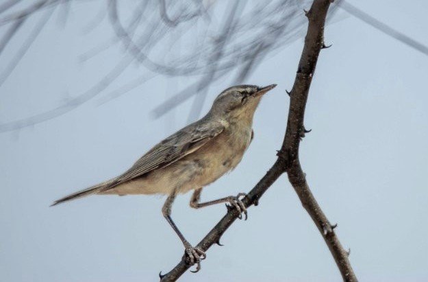 Pipit possible.jpg