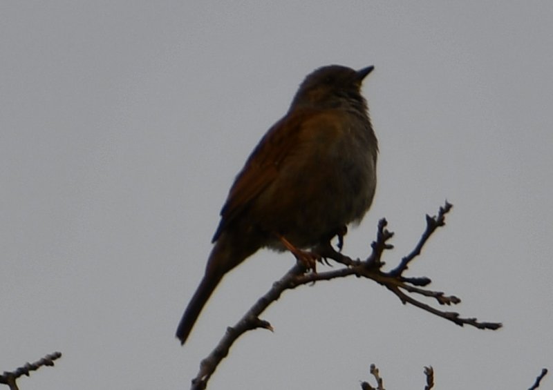 DSC_0816a.jpg