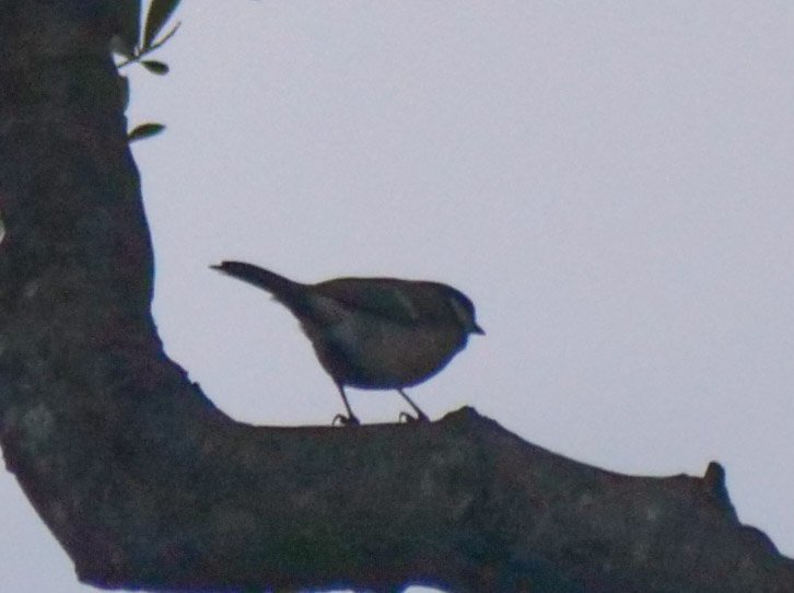 P1000807.jpg
