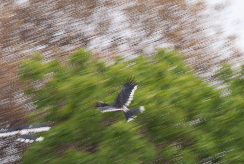 DSC09316-Avec accentuation-Bruit.jpg