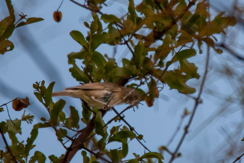 DSC06834-Avec accentuation-Bruit.jpg