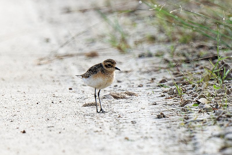Charadriiformes Charadriidae Charadrius pecuarius - Kittliz's Plover - Gravelot pâtre - Liambissi - 170124 A1_03887_DxO.jpg