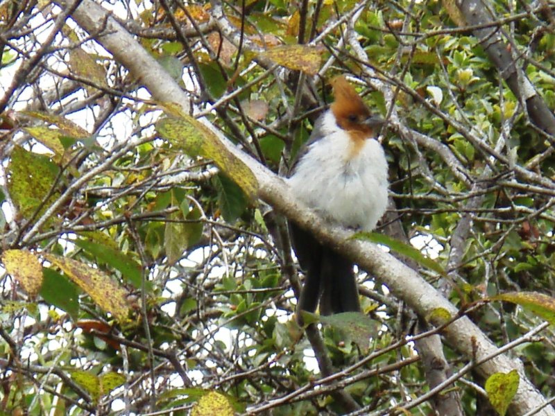 Paroare huppé immature.JPG