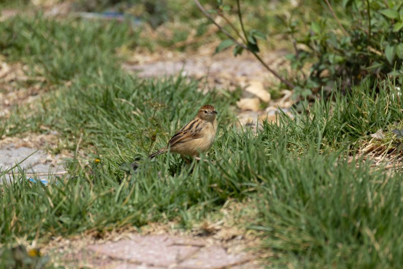 1Y8A8468-Avec accentuation-Bruit.jpg
