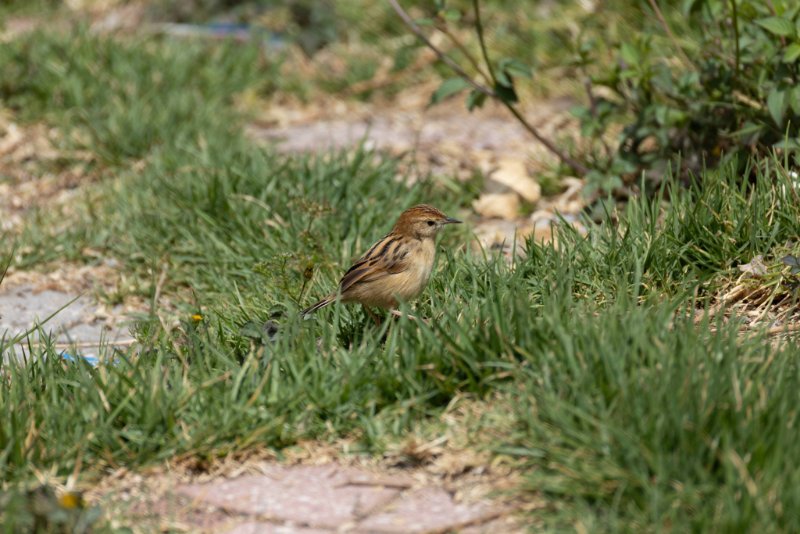 1Y8A8469-Avec accentuation-Bruit.jpg