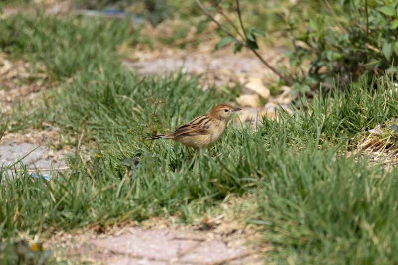 1Y8A8473-Avec accentuation-Bruit.jpg