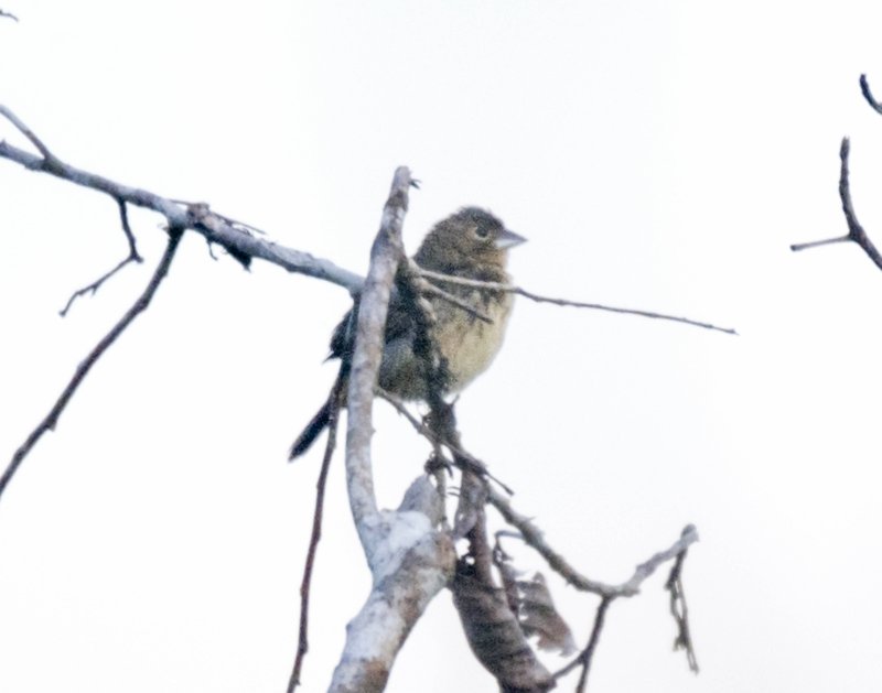 Bruant des savanes.jpg