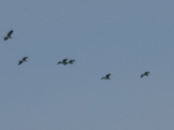 P1000827.jpg
