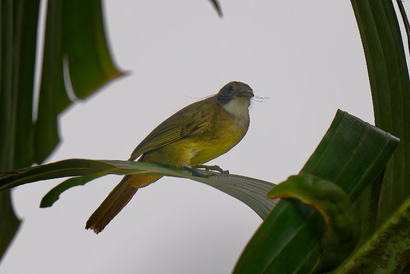XXX23 Passeriformes Pycnonotidae Criniger chloronotus - Eastern Bearded Greenbul - Bulbul à dos vert - Kinguélé - 080724 A1_00722_DxOréduit.jpg