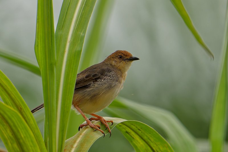XXX19 Passeriformes Cisticolidae Cisticola anonymous - Chattering Cisticola - Cisticole babillarde - Akanda - 280724 A1_04831_DxOréduit.jpg