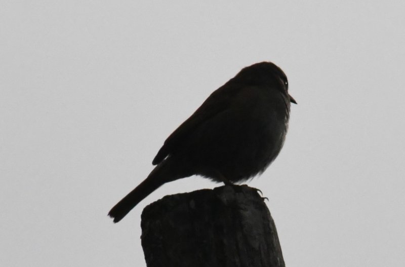 DSC_0808a.jpg