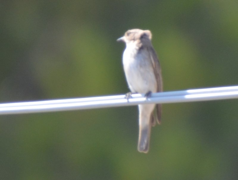 hirondelle de rochers 1 2019-07-19, Sardaigne 993, Castelsardo, a.jpg