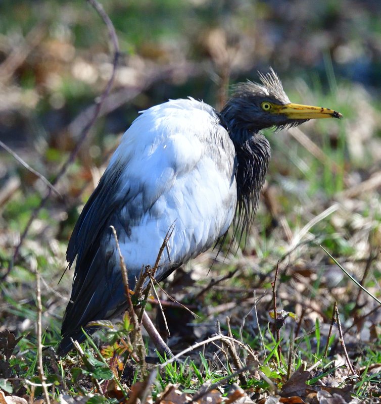 DSC_4689.JPG