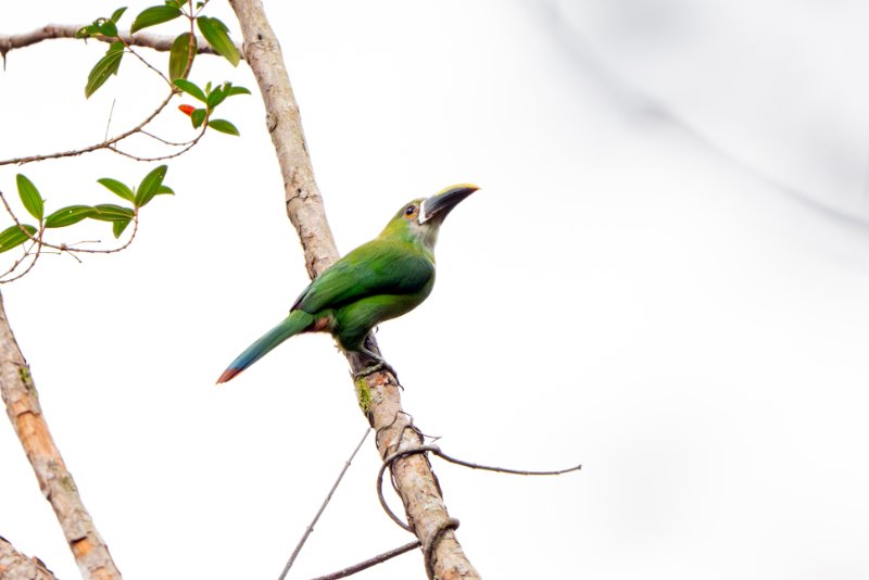 Toucanet des Andes.jpg