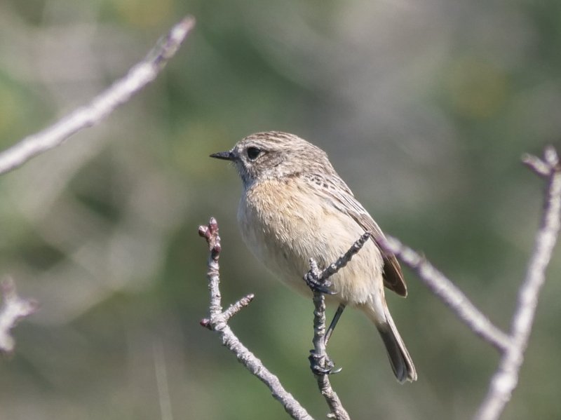 oiseau.jpg
