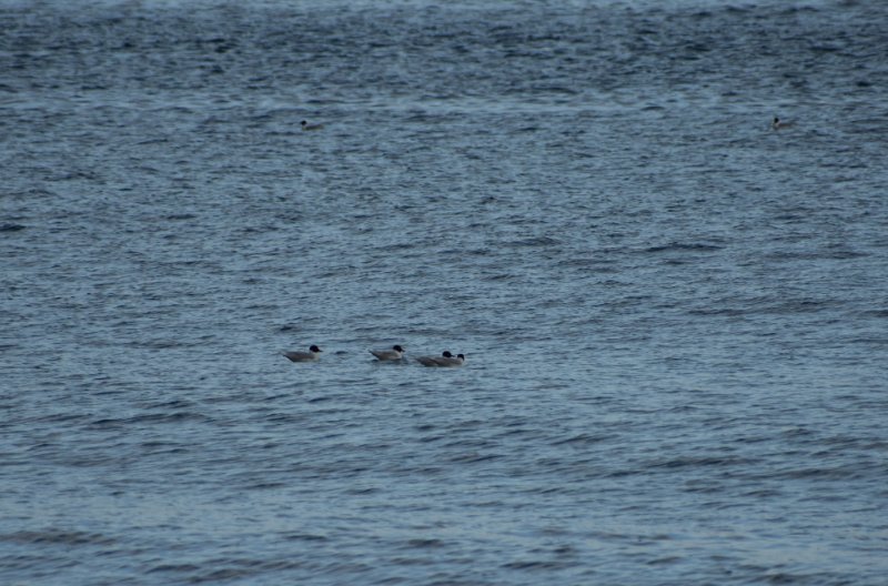 DSC_0853.JPG