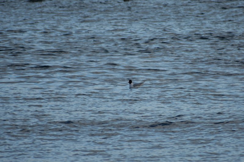 DSC_0875.JPG